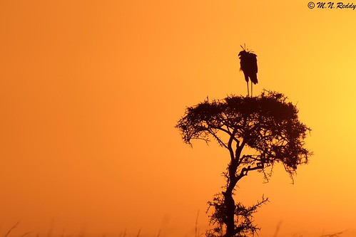 Silhouette by mnreddy9, Secretary Bird silhouette silhouette kenya secretarybird nairobinationalpark nikkor600mm nikond4s mo