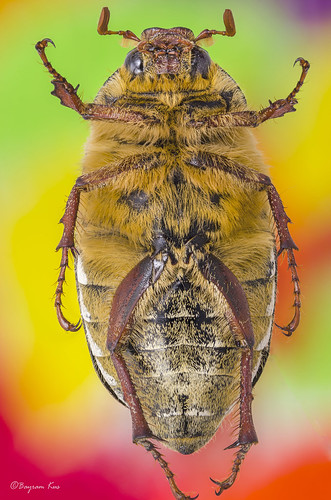 Melolontha sp(?) ♀ | by bayramkus
