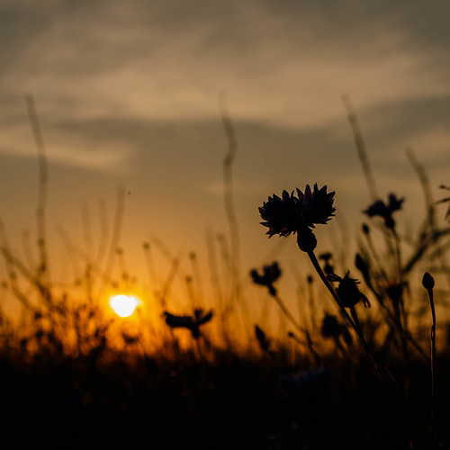 sunset vacation holiday silhouette canon evening abend sonnenuntergang urlaub poppy 1855 cornflower usedom kornblume vorpommern mecklenburgvorpommern mohn klatschmohn mohnblume 70d