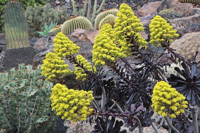 Aeonium Jardin de Cactus Lanzarote