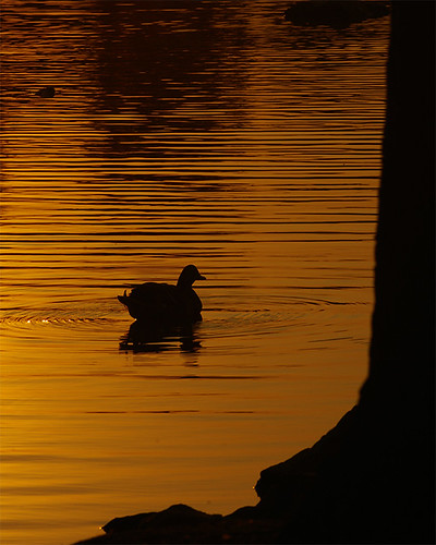 sunset nature water ducks missouri arnoldpark jeffersoncountymissouri
