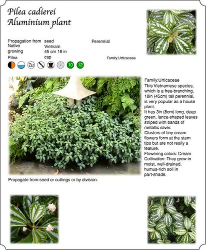 Border, foliage,  Pilea cadierei,  Aluminium plant | by Farelli Bali