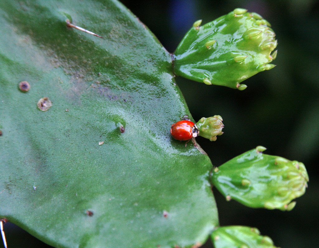ladybug on cactus | Sherry Gibson | Flickr