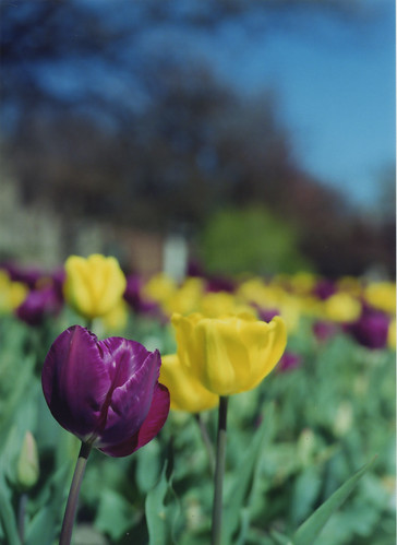 tulips64504.jpg