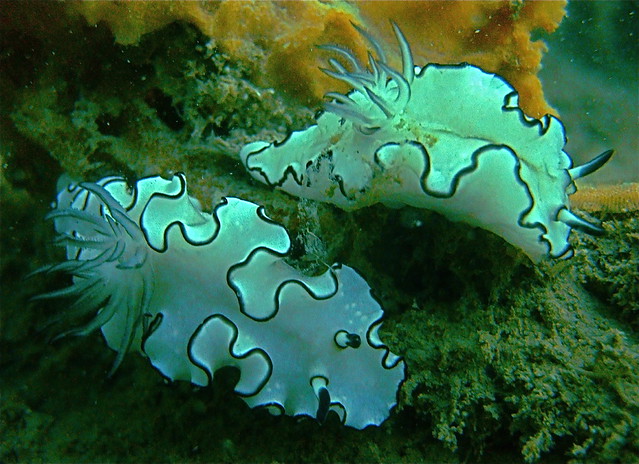 two nudibranchs