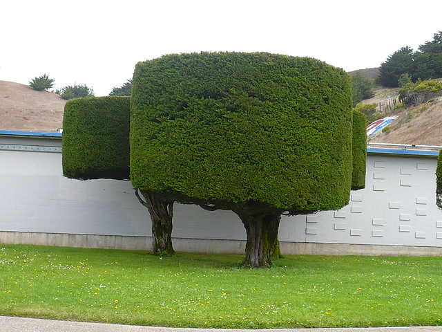 Cylinder-shaped trees