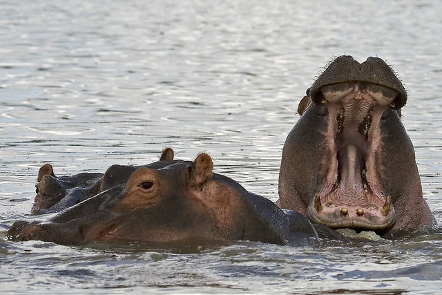 Hippo Yawn