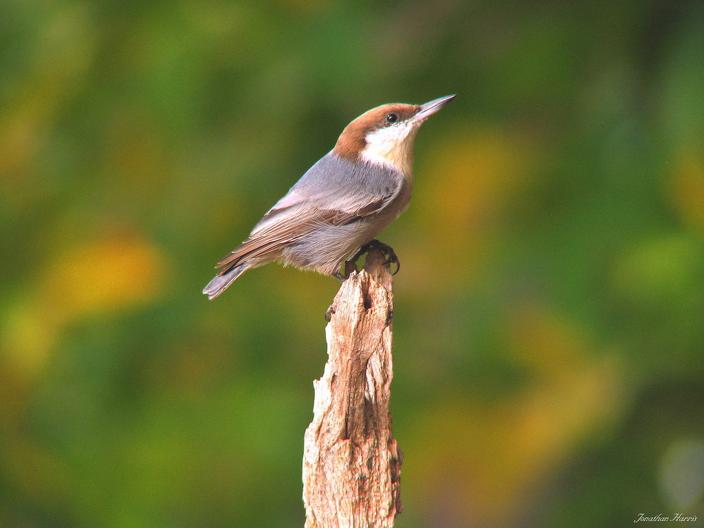 brown bird with red head: Identification, Behavior, and Conservation Brown-headed Nuthatch