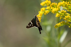 Butterfly, St Marks National Wildlife Reserve