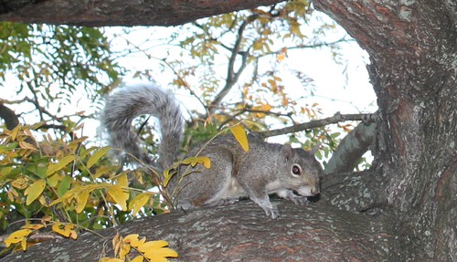 Gray Squirrel | by Jim_Auchinleck