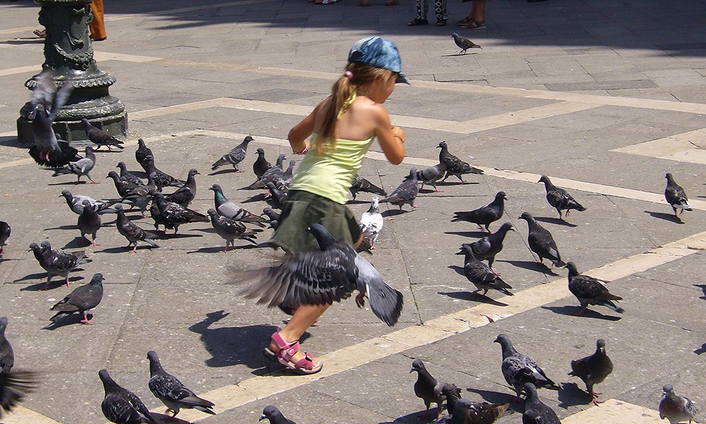 Venedig - Tanz mit den Tauben, 7238