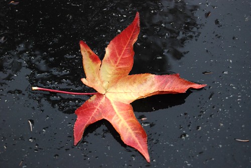 fall back........ | by strawberriebld