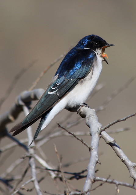 Chilean Swallow - Tachycineta meyeni
