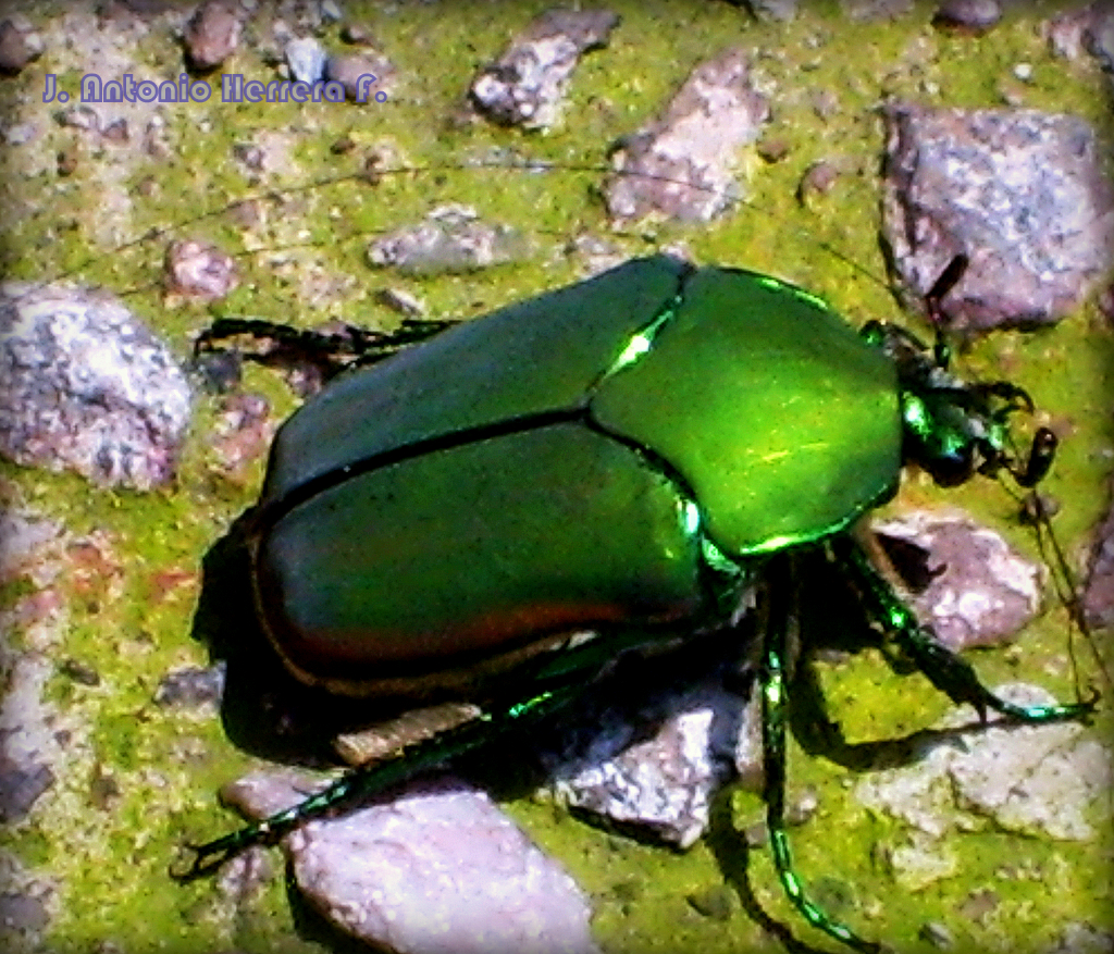 Escarabajo verde tornasolado 
