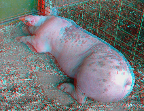 animal pig stereoscopic stereophoto 3d anaglyph iowa swine hog siouxcity anaglyphs redcyan 3dimages 3dphoto 3dphotos 3dpictures siouxcityia stereopicture