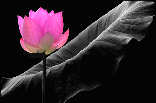 Pink Lotus Flower - IMG_8097 - , ハスの花, 莲花, گل لوتوس, Fleur de Lotus, Lotosblume, कुंद, 연꽃, by Bahman Farzad