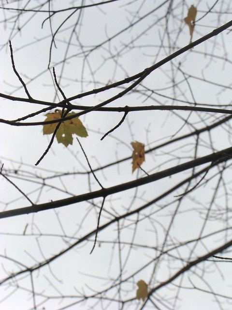leaf on branches