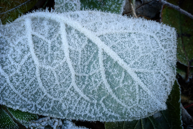 Frozen Leaves II