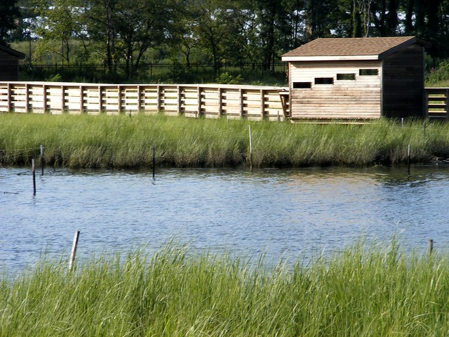 Bayonne Wetlands