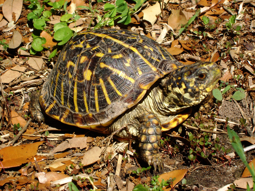 Ornate Box Turtle (Terrapene ornata ornata) 0414091059