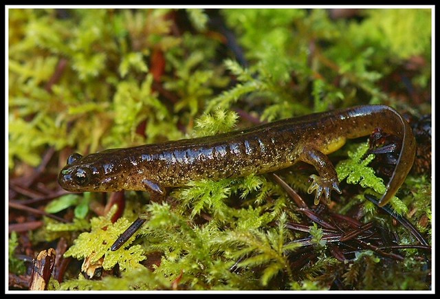 Rhyacotriton variegatus - Southern Torrent salamander