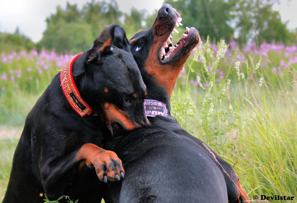 Is It Okay For Dogs To Play Rough