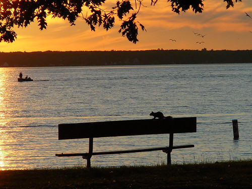 P1050636 by krossbow, sunset silhouette bench landscape squirrel michigan cadillac lakemitchell lakemitchel