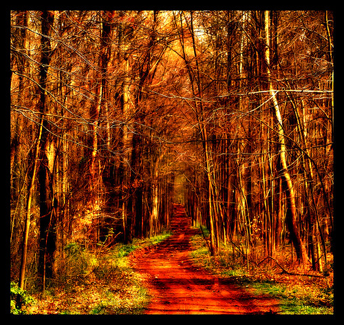 park trees red brown green nature forest square landscape gold virginia path bare branches dirt bullrun bullrunpark chrysti platinumphoto alemdagqualityonlyclub