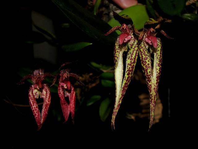 Bulbophyllum hybr. x lasiochilum & Cirrhophyllum Emly Siegerist