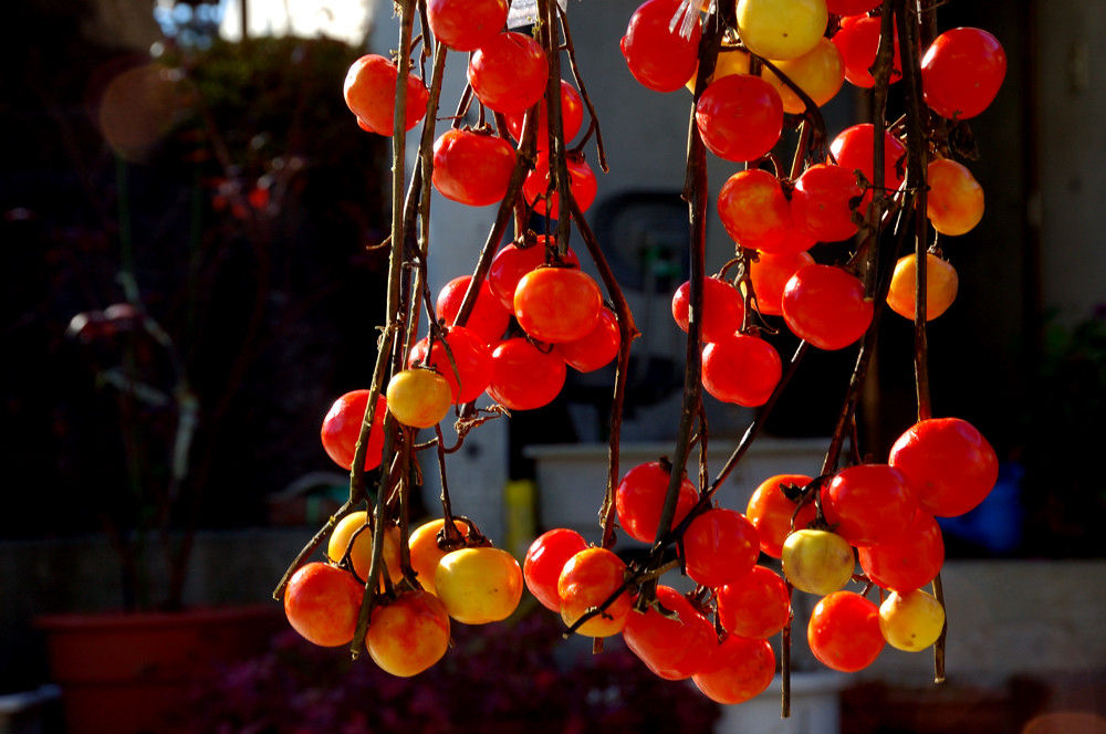 花なす 最初に見たとき プチトマトだと思ったらなんとナスだとは でも 鑑賞用で食べないみたいです Summersnowflake Flickr
