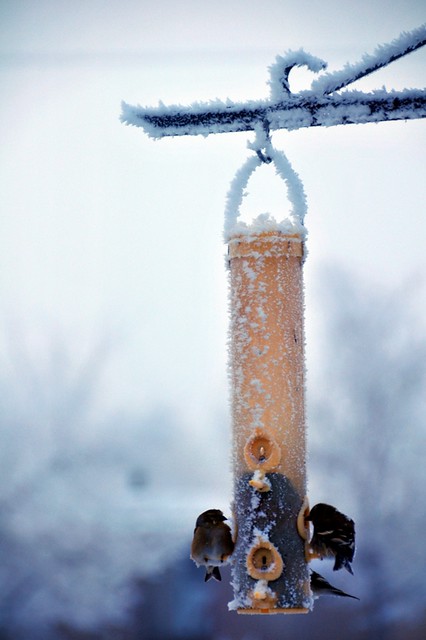 Frosty morning on the feeder......not snow