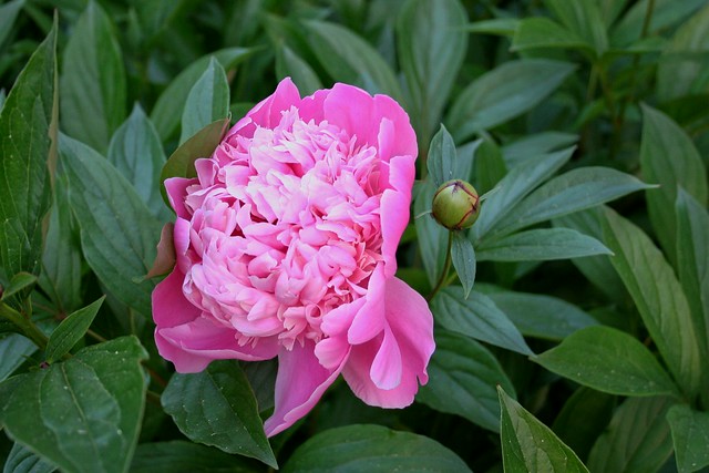 Peony and Bud in the Garden