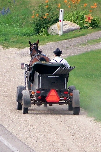 Horse and buggy, 21st-century style