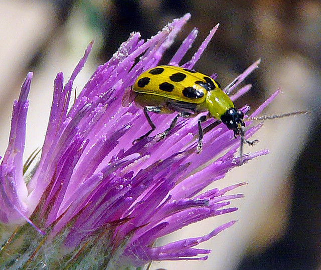 Spotted Cucumber Beetle enjoying a walk Through a  Thistle.