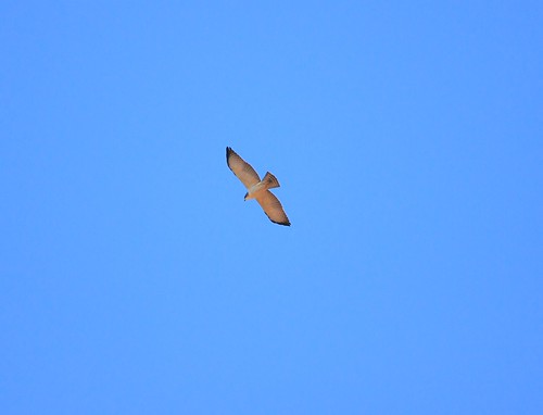 Buteo brachyurus :: Short-tailed Hawk | by Frederico Pereira PhotoNatural