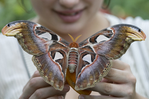 Atlas Moth @ Carleton