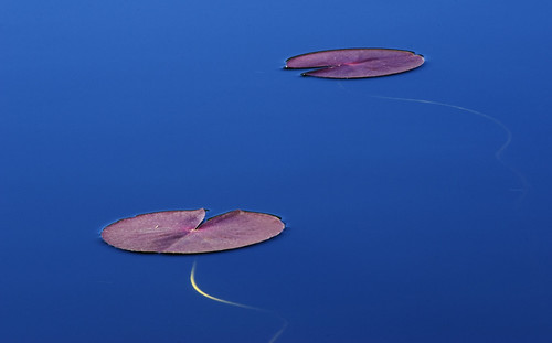 heim_plants_lilypads | by morgan.heim