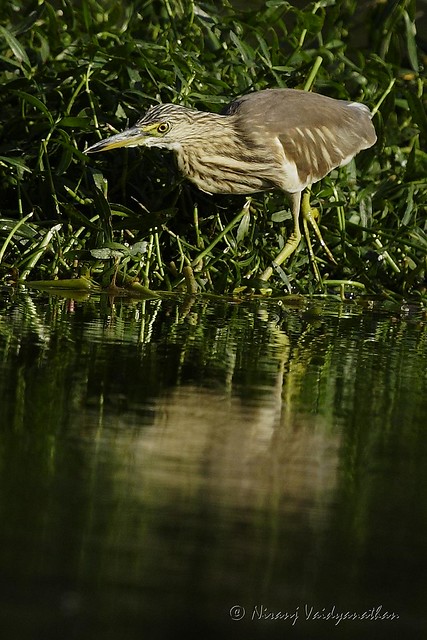 Indian Pond Heron  | Karanji Kere