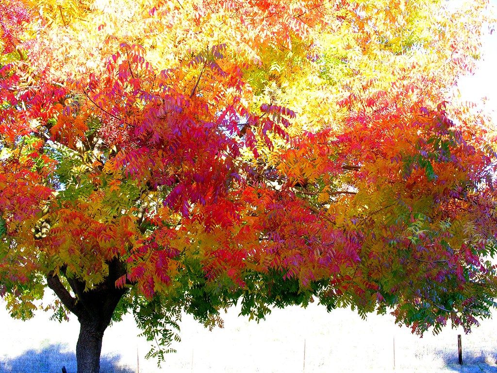 A Color Tree | Fall color conditions, San Jose, CA. My front… | Flickr