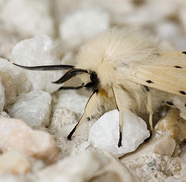 Male White Ermine moth