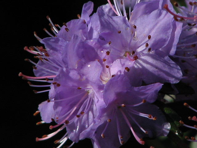 Another Bob's Blue Rhody From Homestead Park