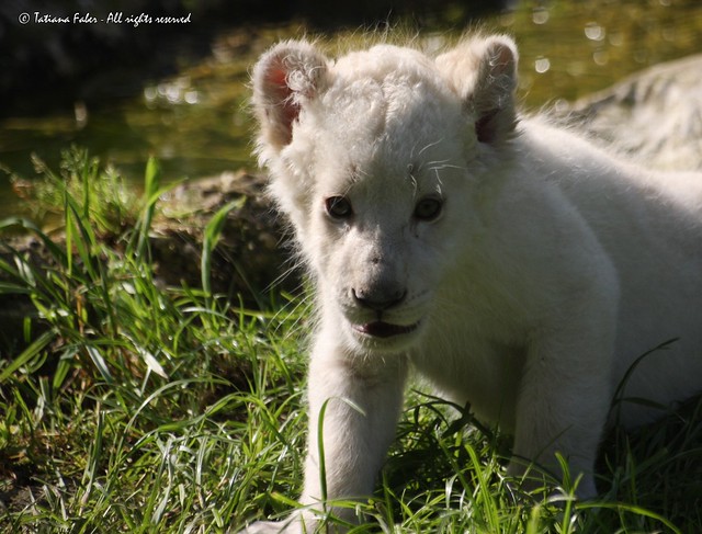 Baby white lion