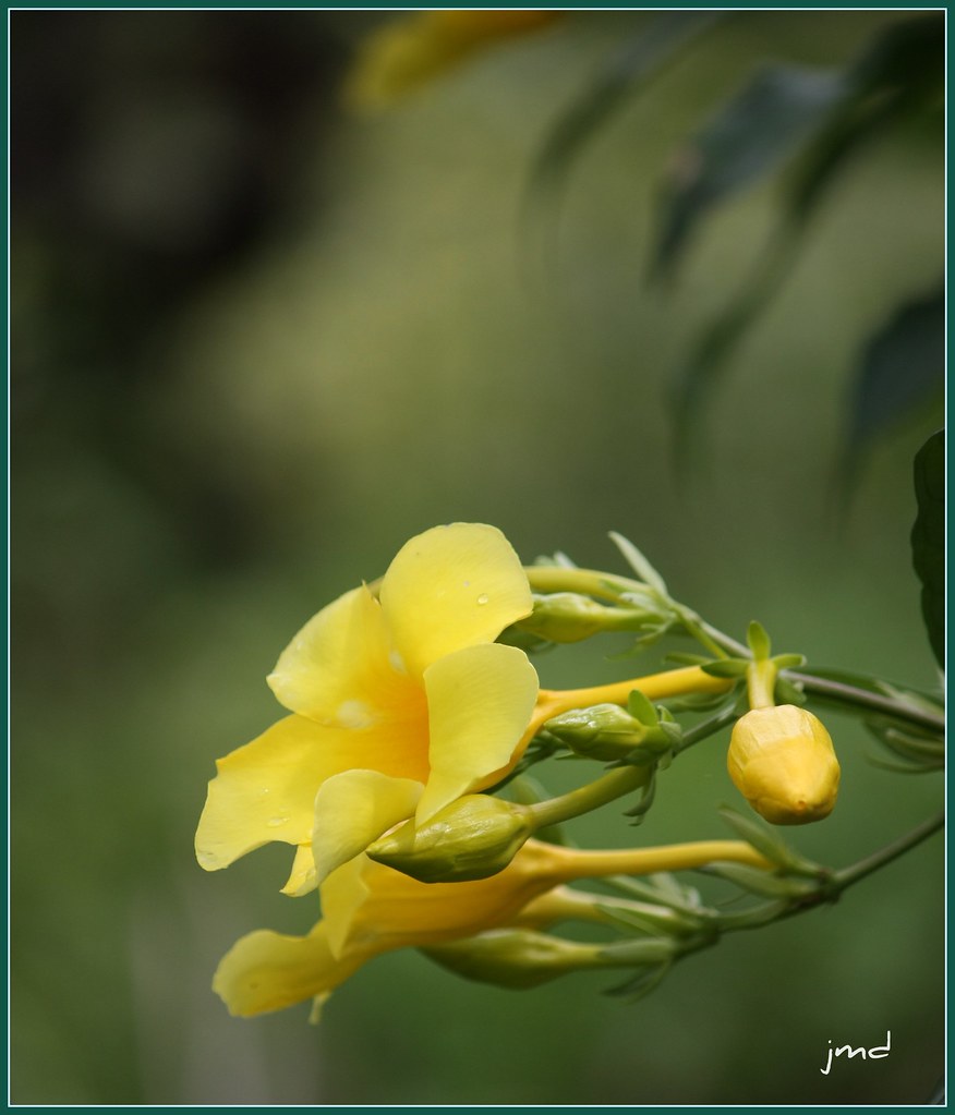 Bulaklak | jmdiocos | Flickr