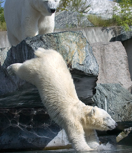 Wilbär 27: A young polar bears bliss .. | by iPhotograph