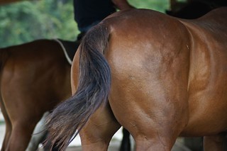 Horse Butt | by Paul J Everett