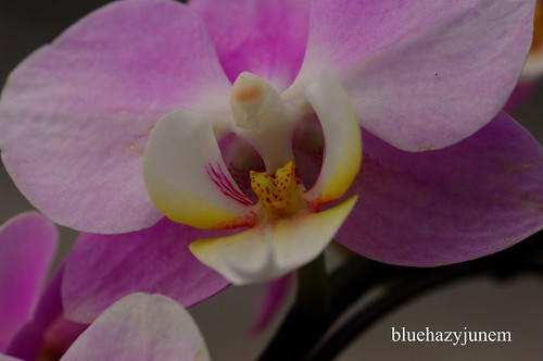 Orchid Happy Sheena "Hikaru" by bluehazyjunem
