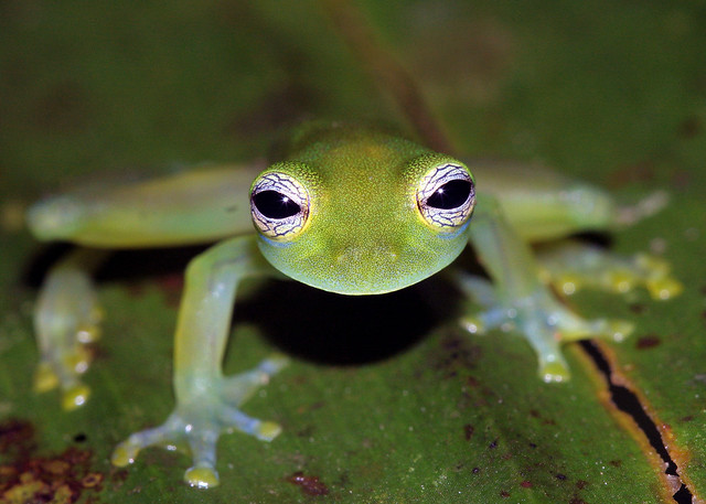 Centrolene prosoblepon, glass frog, Panama