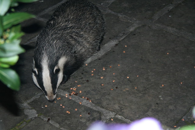 Badger in My Garden