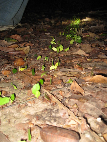 Leaf Cutter Ants | by feserc