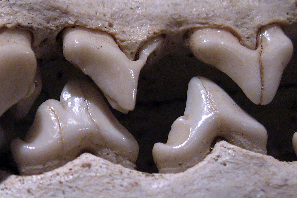 Closer Teeth | Up close to the teeth in a fox skull. | gfpeck | Flickr